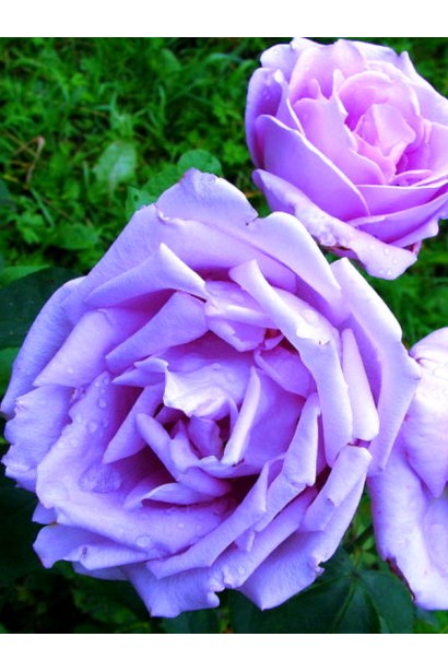 Бутоны розы Blue Nile с ароматными цветами.